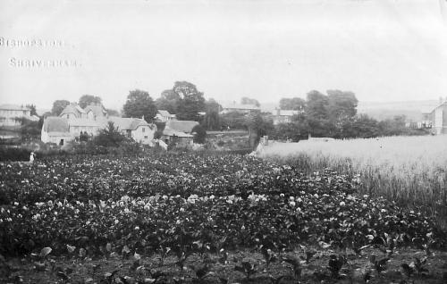 ALLOTMENTS-BISHOPSTONE-1920