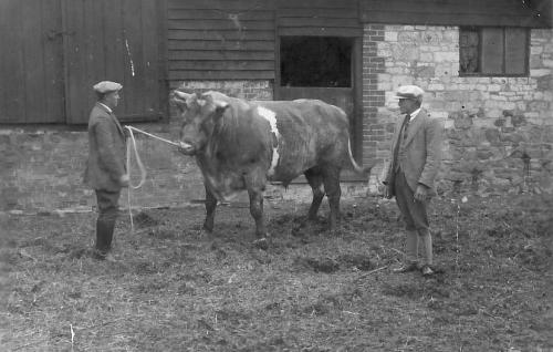 MANOR-FARM-BULL-BISHOPSTONE-1930