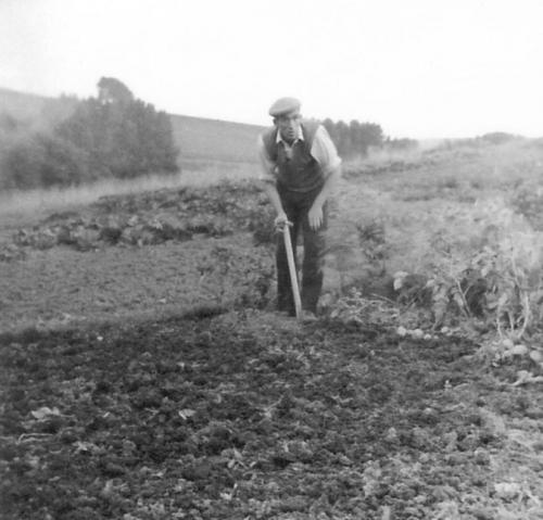 ALLOTMENTS-BISHOPSTONE-1950S