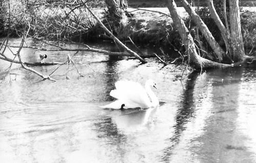 POND-SWAN-BISHOPSTONE-1950