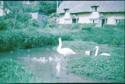 WATERCRESS-BEDS-BISHOPSTONE-1960