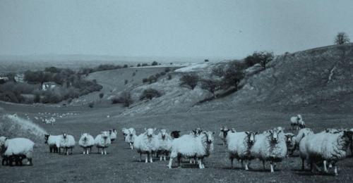 DOWNS-BISHOPSTONE-2000