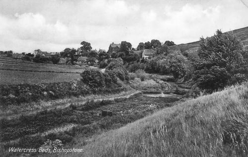 WATERCRESS-BEDS-BISHOPSTONE-1910