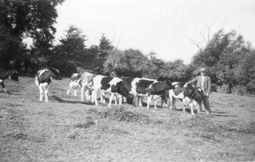 CHURCH-FARM-CALVES-PILL-1930