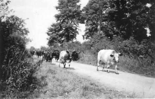 CHURCH-FARM-COWS-LONG-LANE-1930