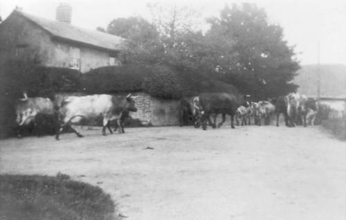 CHURCH-FARM-COWS-VICARAGE-1930