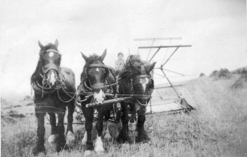 CHURCH-FARM-HARVESTING-1930