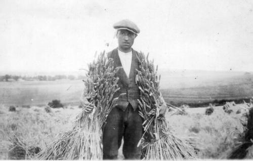 CHURCH-FARM-HARVESTING-PIKE-1930