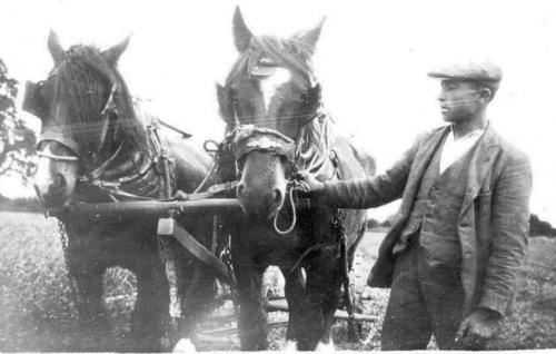 CHURCH-FARM-HARVESTING-PIKE-1930 (1)