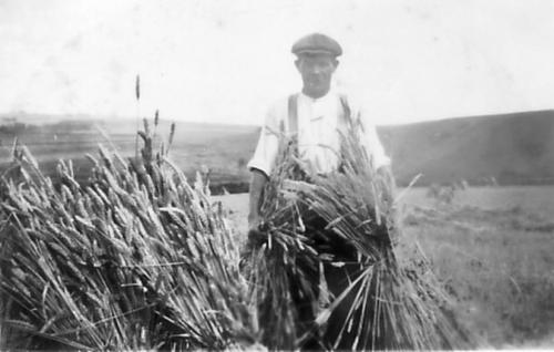 CHURCH-FARM-HARVESTING-PILL-1930