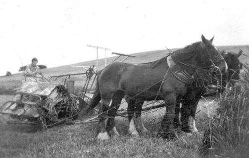 CHURCH-FARM-HARVESTING-TUMP-1930