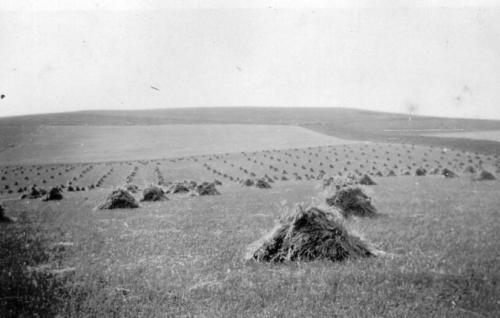 CHURCH-FARM-RIDGWAY-SHEAVES-1930