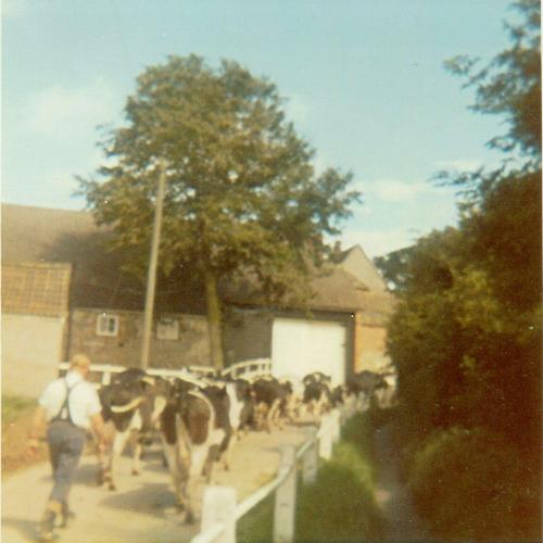 COWS-PASSING-MANOR-FOR-MILKING-1970s